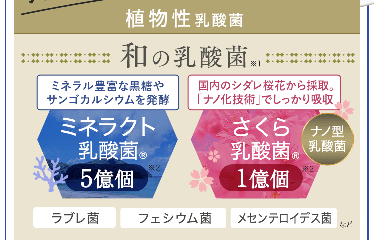 和の乳酸菌