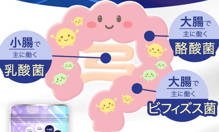 腸イラスト