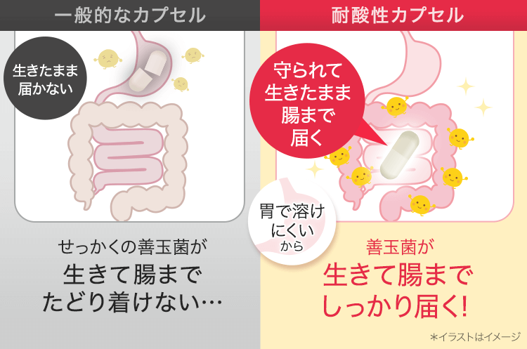 生きて腸まで届く