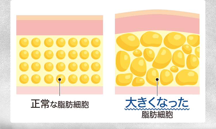 脂肪細胞の図