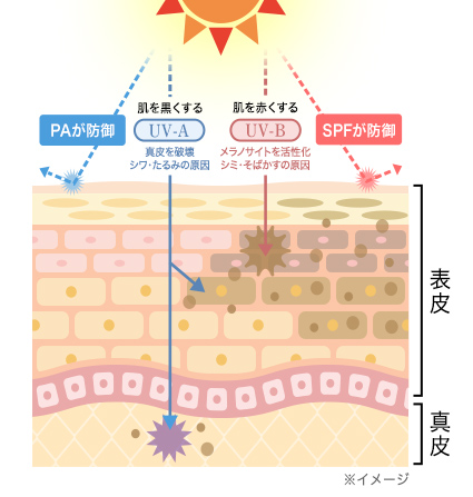 紫外線の種類