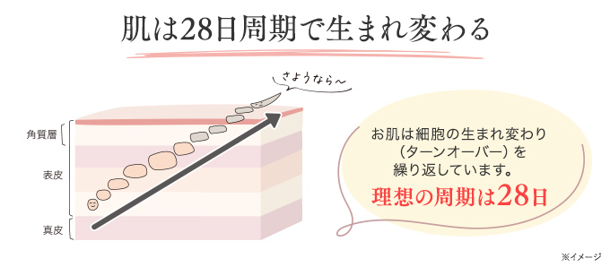 ターンオーバーの理想の周期は28日